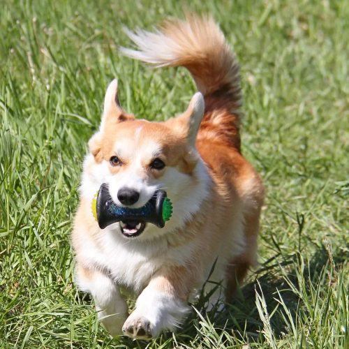 TPR LED-es súlyzó alakú erős játék kutyáknak-12x7,5cm