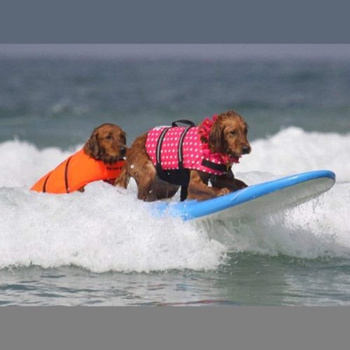 Prémium kisállat mentő& úszómellény -Narancs - S